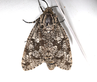 Prionoxystus robiniae