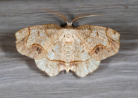 Probole amicaria