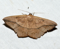 Prochoerodes lineola