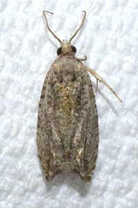Proteoteras willingana