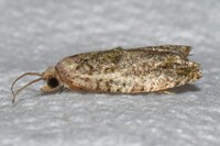 Proteoteras willingana