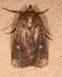 Pseudorthodes vecors