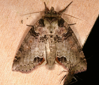 Pseudothyatira cymatophoroides