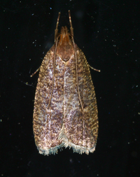 Psilocorsis reflexella
