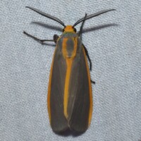 Pygarctia abdominalis