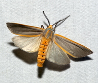 Pygarctia abdominalis