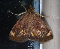 Pyrausta homonymalis