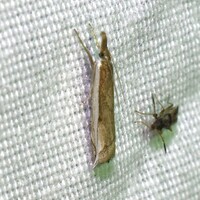 Raphiptera argillaceellus