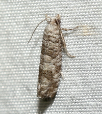 Retinia gemistrigulana