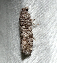 Retinia gemistrigulana