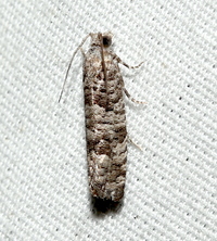 Retinia gemistrigulana