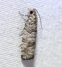 Retinia gemistrigulana