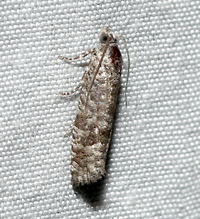 Retinia gemistrigulana