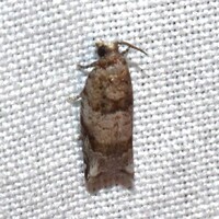 Rhopobota dietziana