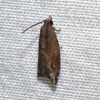 Rhopobota naevana
