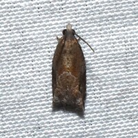 Rhopobota naevana