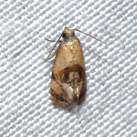 Rolandylis new species 1