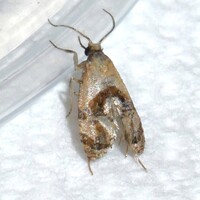 Rolandylis new species 1