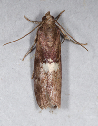 Salebriaria engeli