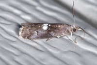 Salebriaria engeli