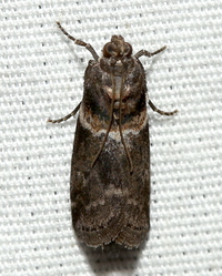 Salebriaria tenebrosella