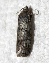Salebriaria turpidella