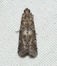 Salebriaria turpidella