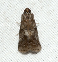 Salebriaria unidentified species