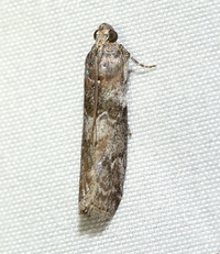 Sciota subcaesiella