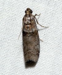 Sciota subfuscella