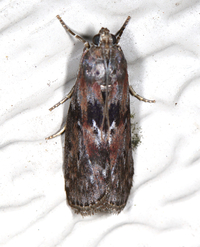 Sciota virgatella