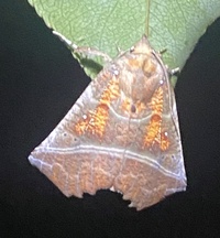 Scoliopteryx libatrix