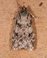 Scoparia biplagialis