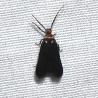 Scythris fuscicomella
