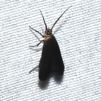 Scythris fuscicomella