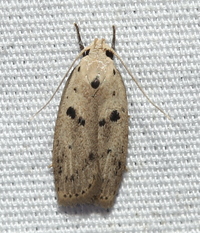 Scythropiodes issikii