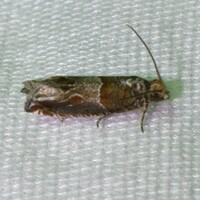 Sonia paraplesiana