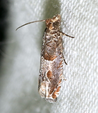 Sonia paraplesiana