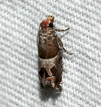 Sonia paraplesiana