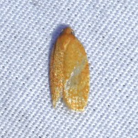 Sparganothis distincta