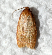 Sparganothis niteolinea