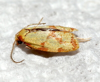 Sparganothis sulfureana