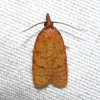 Sparganothis niteolinea