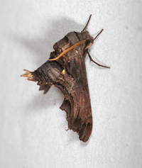 Sphecodina abbottii