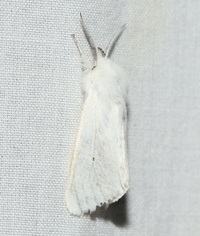 Spilosoma unidentified species
