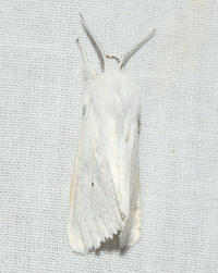 Spilosoma unidentified species