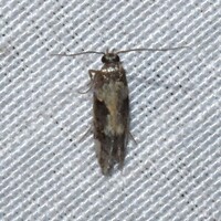 Stegasta bosqueella