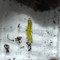 Stigmella myricafoliella