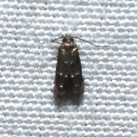 Stilbosis venifica