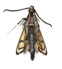 Synanthedon scitula
